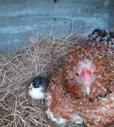 Un œuf = un poussin ?